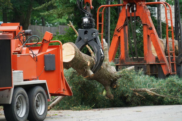 El Sobrante, CA Tree Care  Company